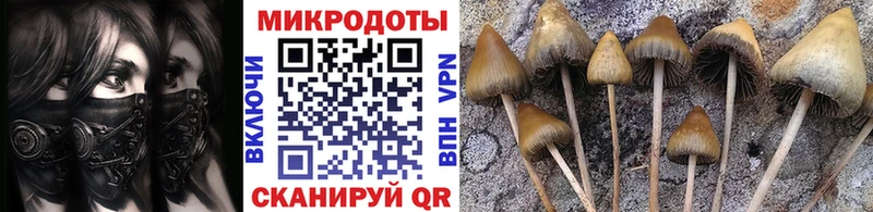 Псилоцибиновые грибы Psilocybine cubensis Никольск